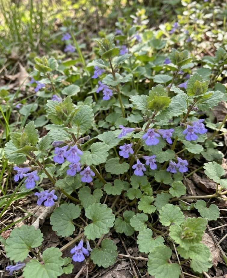 Popenec břečťanolistý